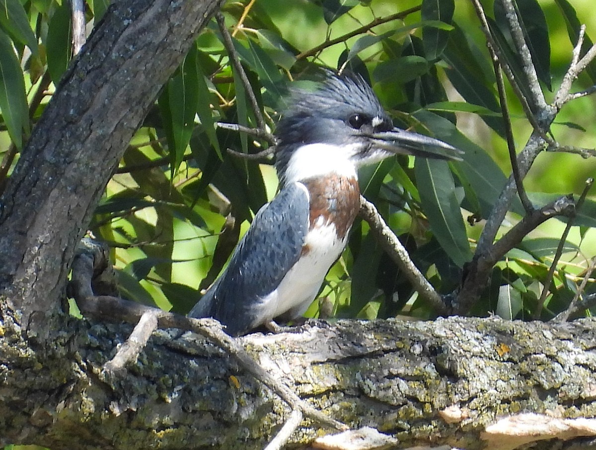 Belted Kingfisher - Kathy Springer