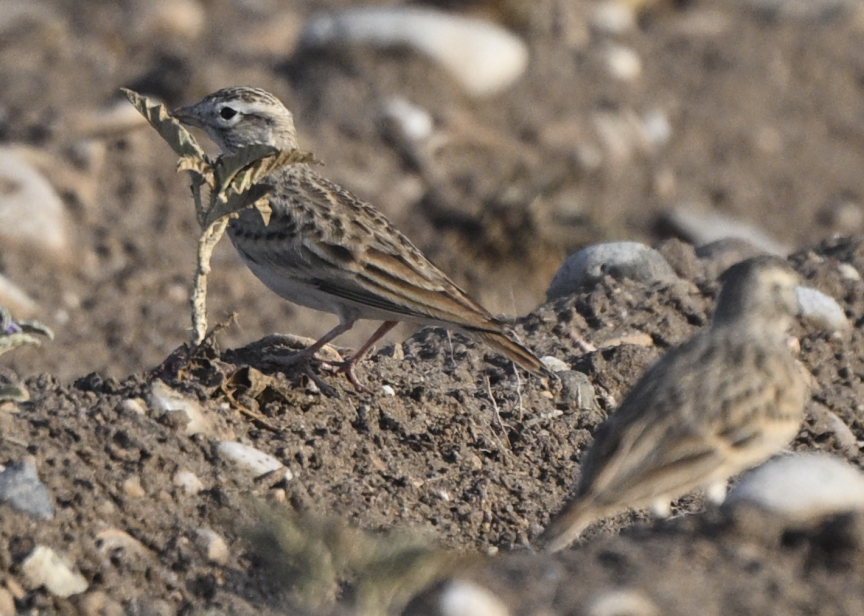 Greater Short-toed Lark - ML623392913