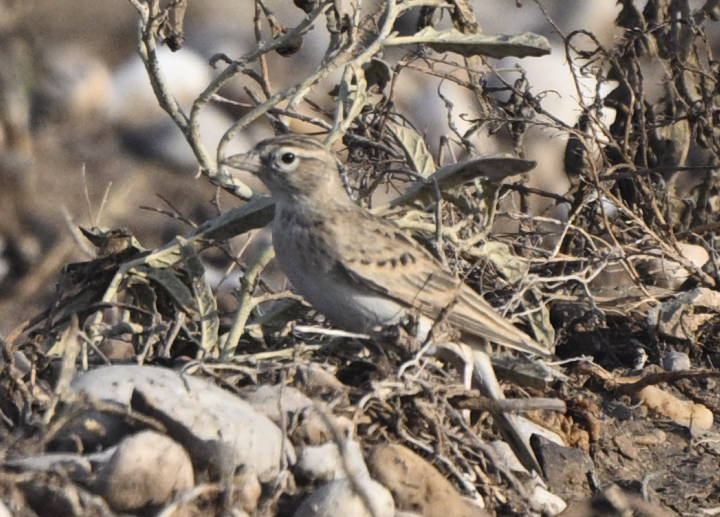 Greater Short-toed Lark - Chris Limbach