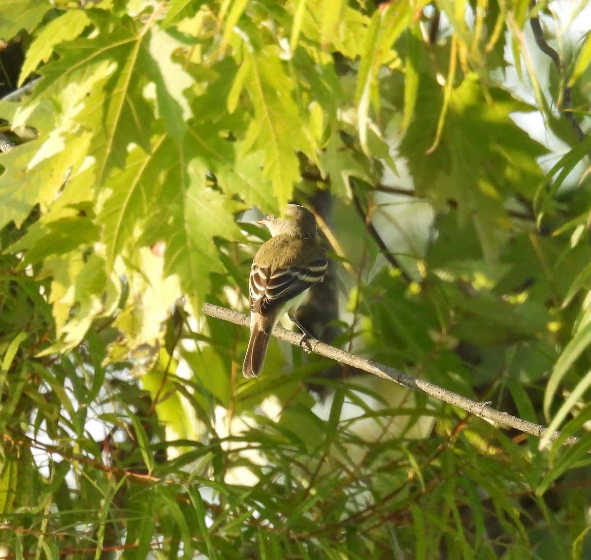 Least Flycatcher - ML623392928