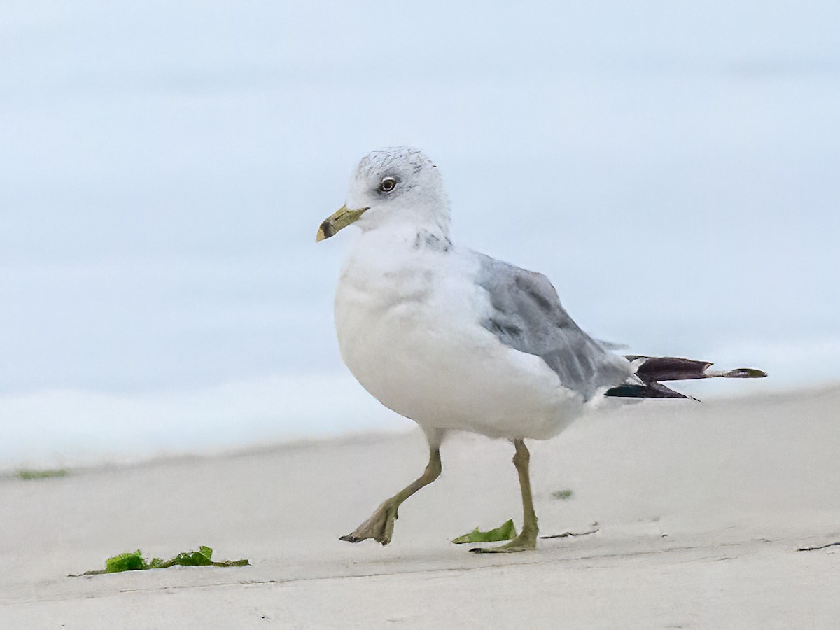 Ring-billed Gull - ML623392946