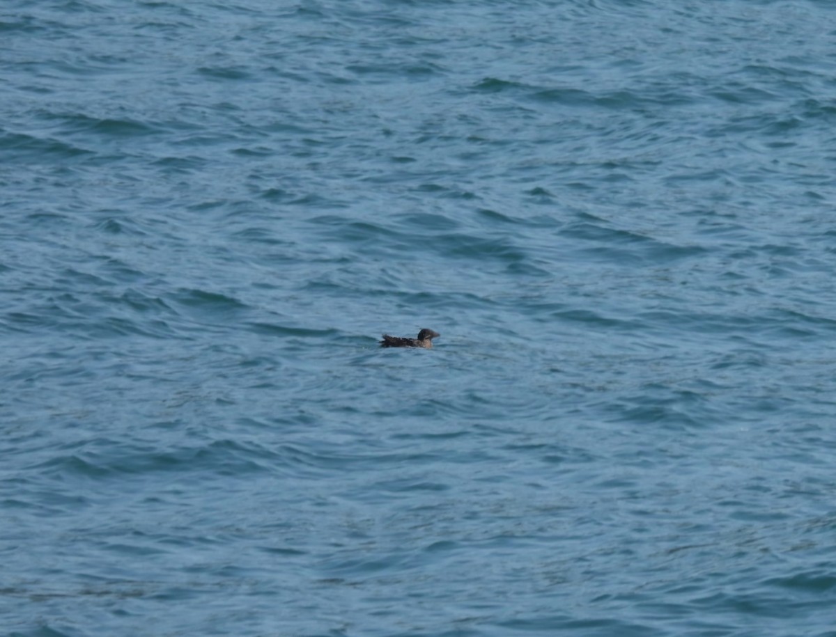 Rhinoceros Auklet - ML623392980