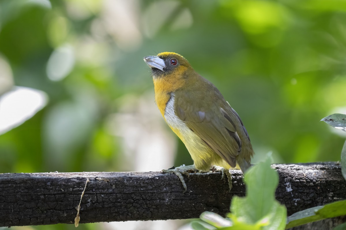 Prong-billed Barbet - ML623392999