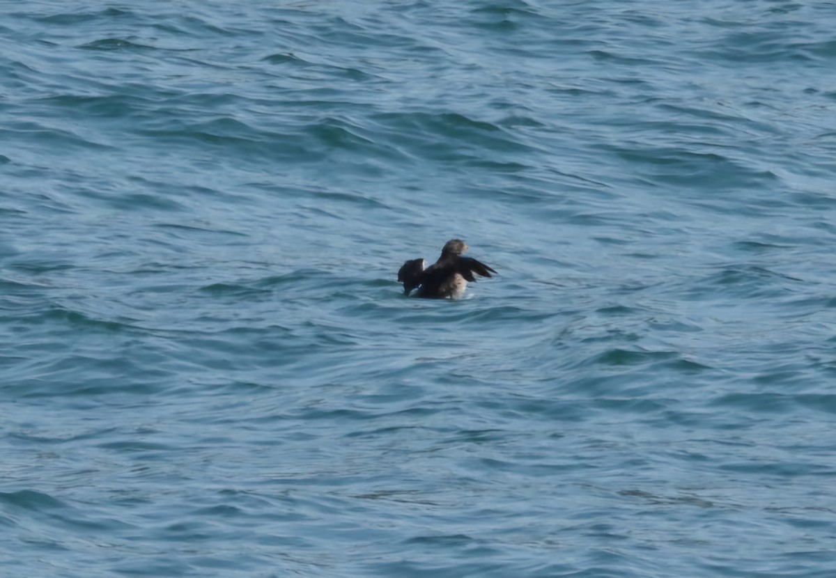 Rhinoceros Auklet - ML623393003