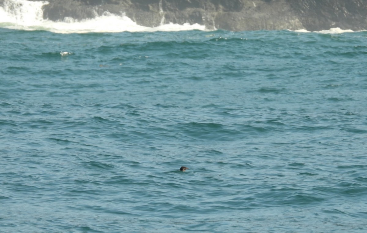 Rhinoceros Auklet - ML623393004