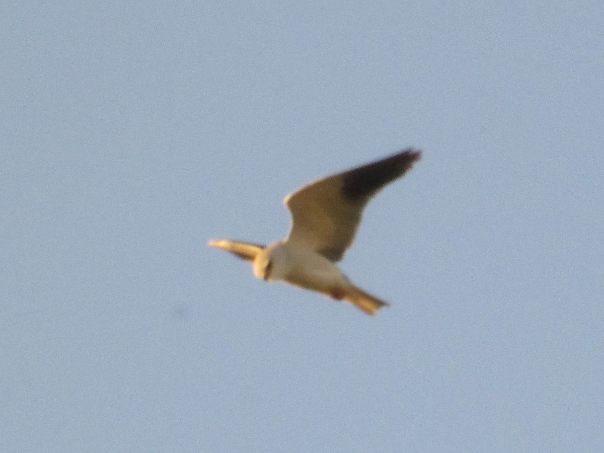 Black-winged Kite - ML623393076