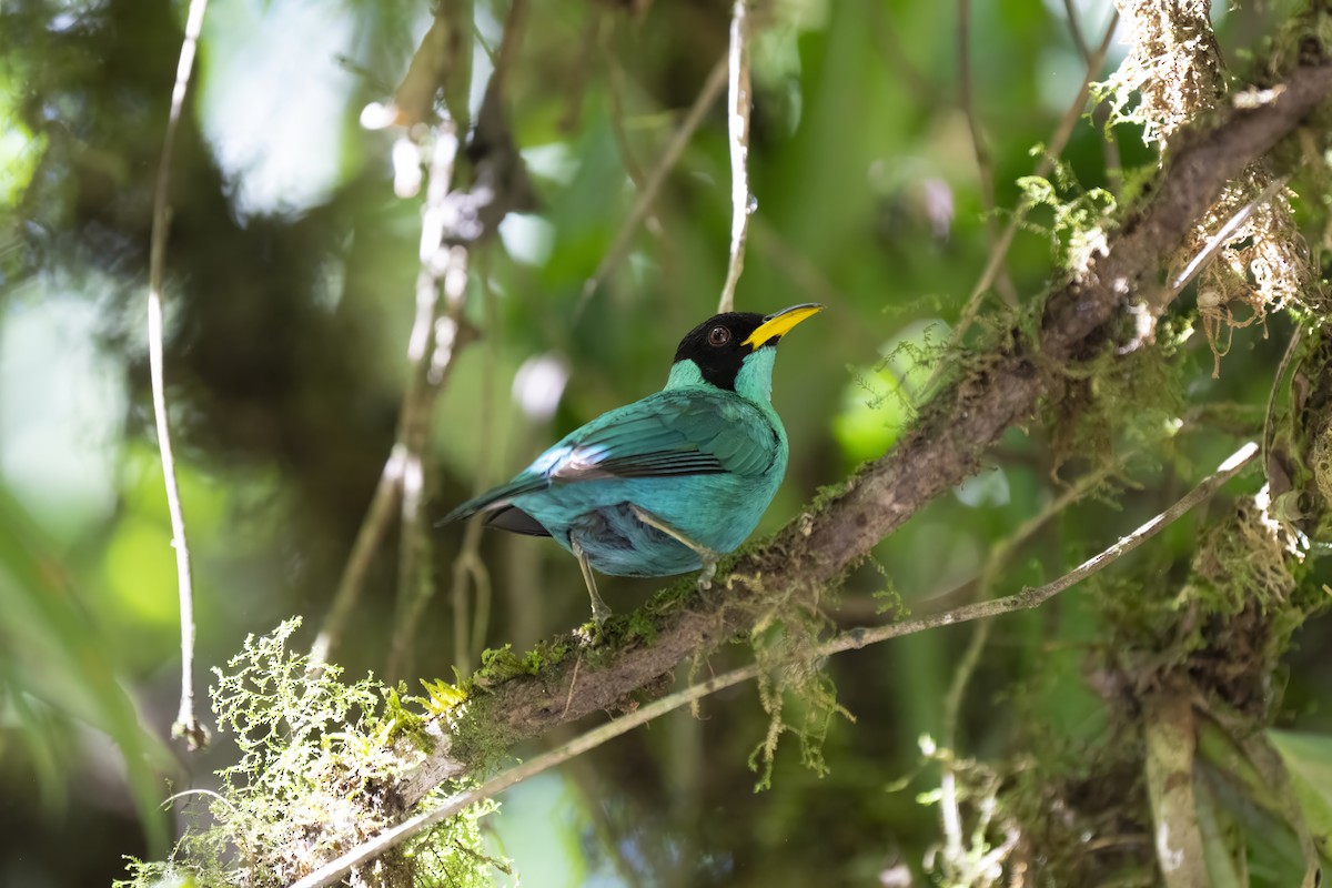 Green Honeycreeper - ML623393079