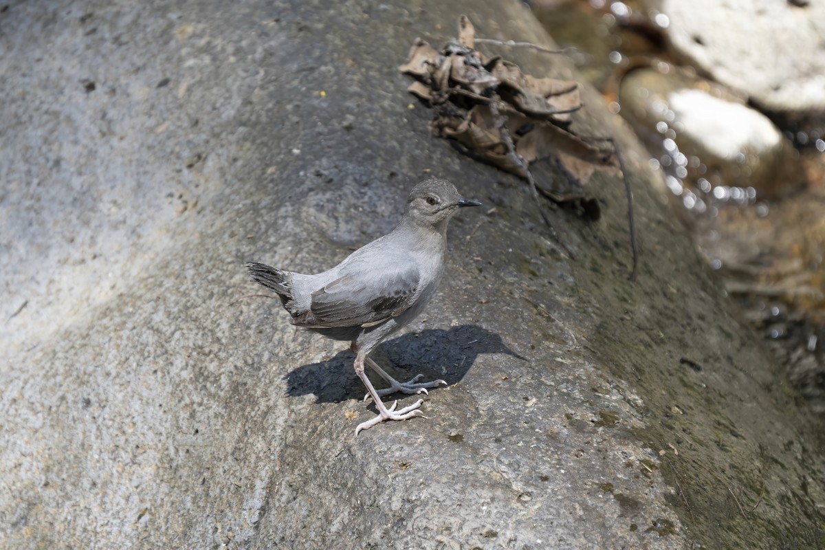 American Dipper - ML623393080