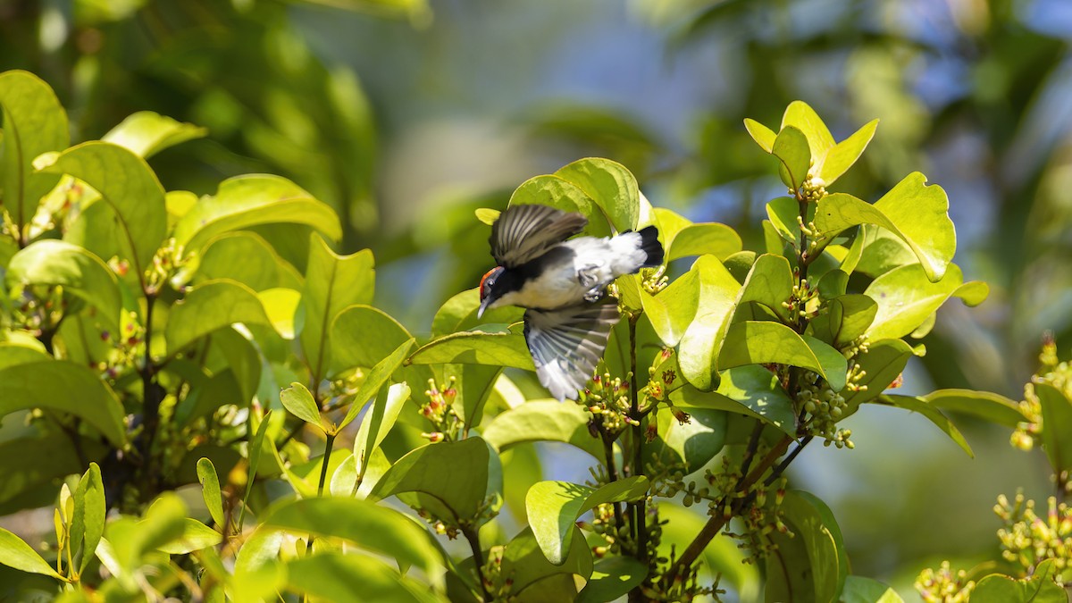 Scarlet-backed Flowerpecker - ML623393084