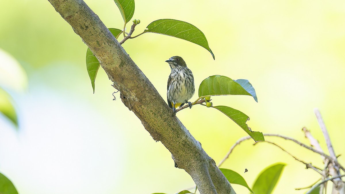 Yellow-vented Flowerpecker - ML623393086