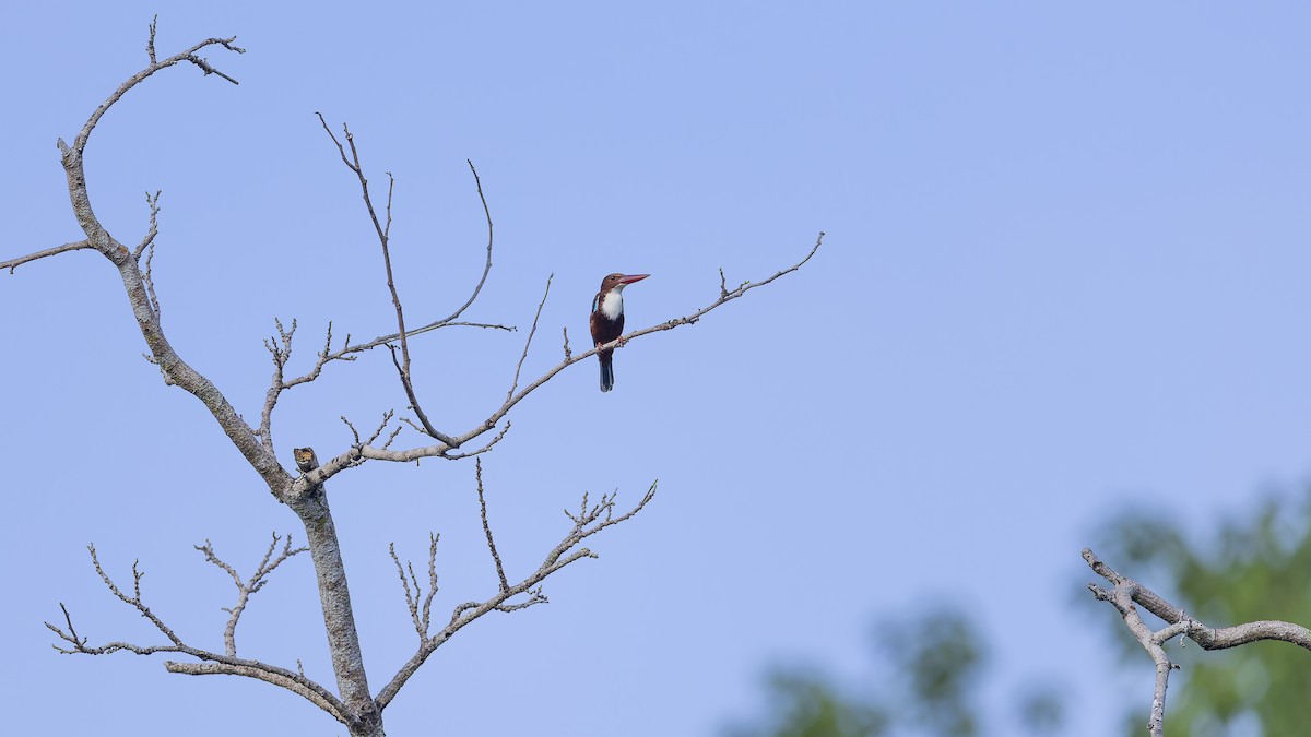 White-throated Kingfisher - ML623393090