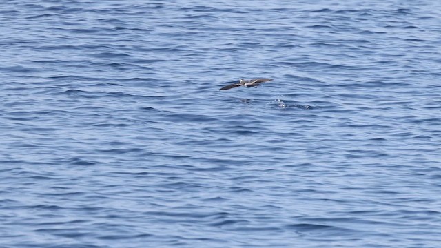 White-faced Storm-Petrel - ML623393091