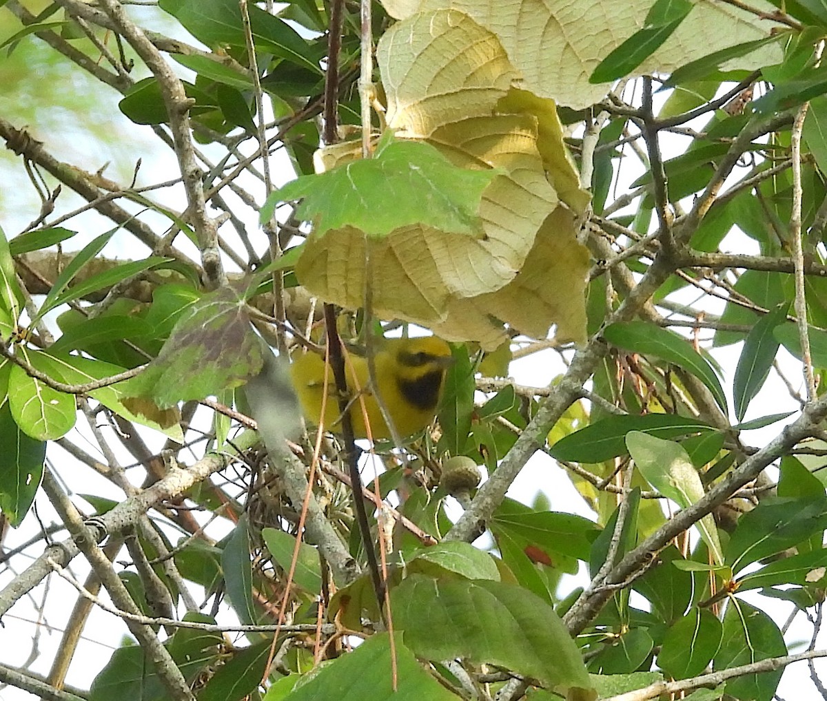 Lawrence's Warbler (hybrid) - ML623393115