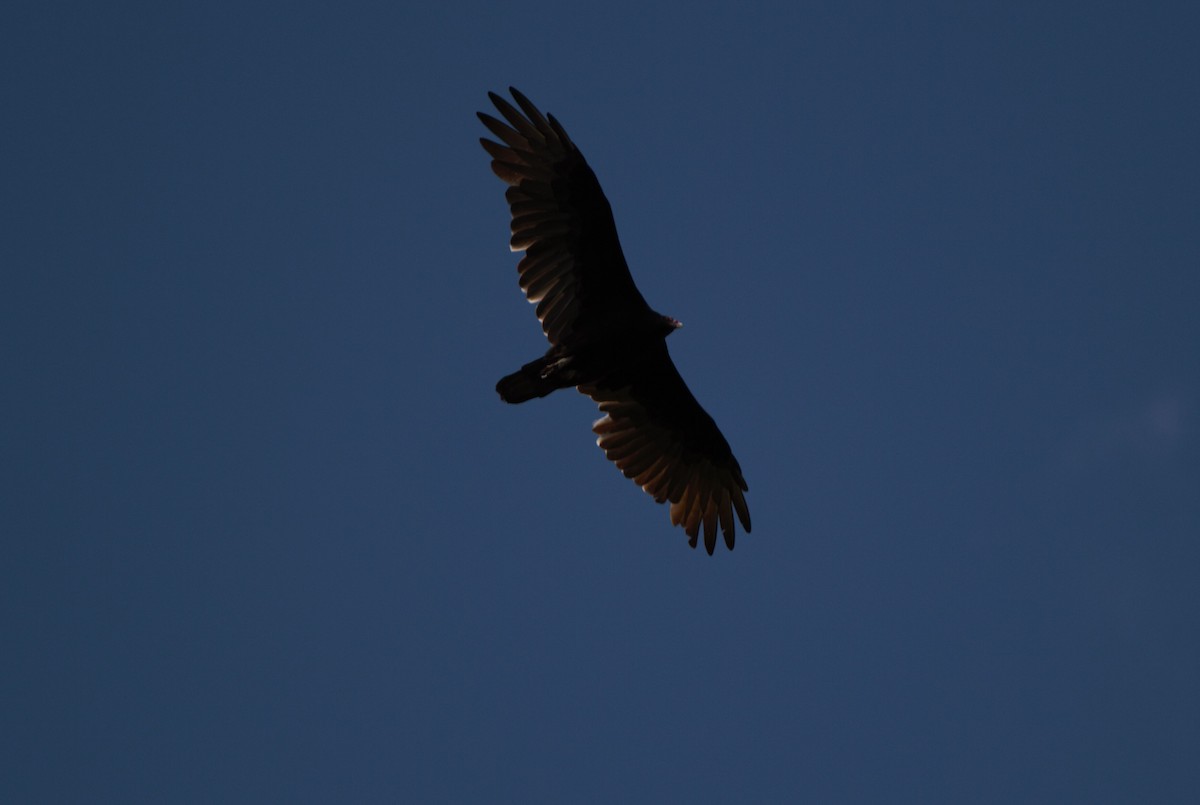 Turkey Vulture - ML623393123