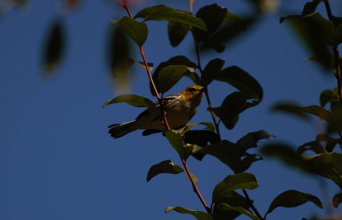 Grünmantel-Waldsänger - ML623393130