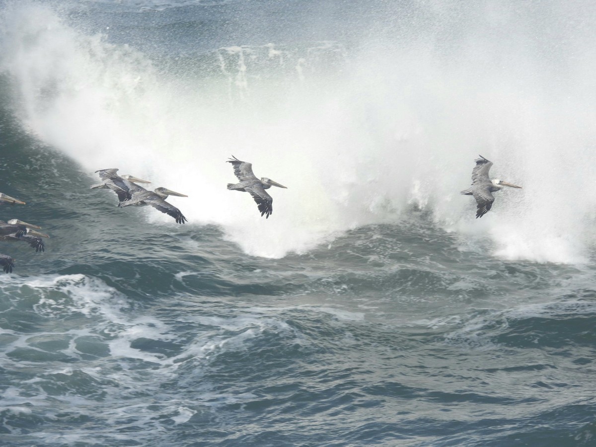 Brown Pelican - ML623393150