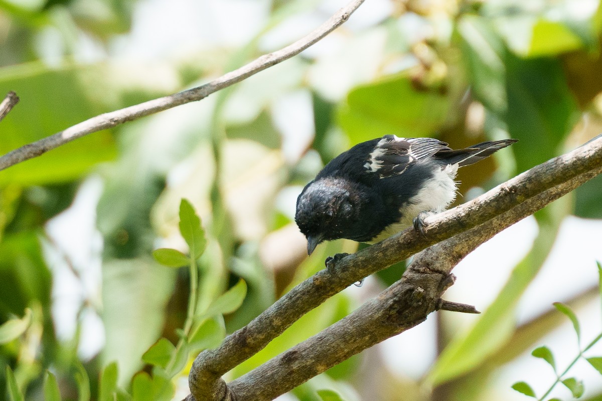 White-bellied Tit - ML623393198