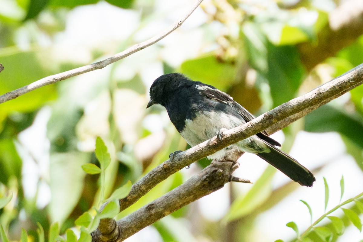 White-bellied Tit - ML623393200