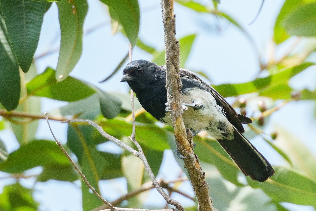 White-bellied Tit - ML623393201