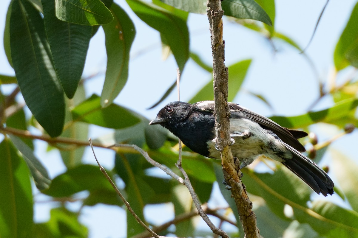 White-bellied Tit - ML623393202