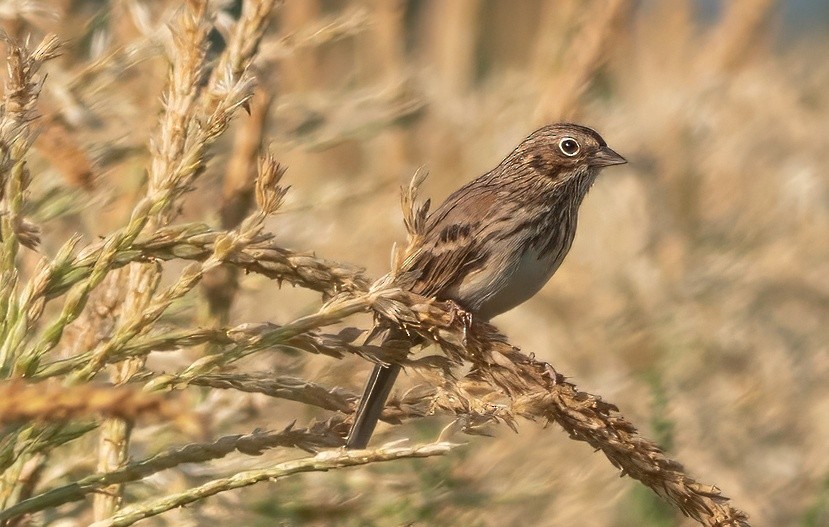 Vesper Sparrow - ML623393273