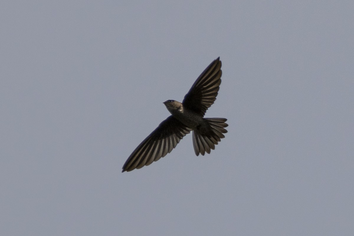 Germain's Swiftlet - ML623393324