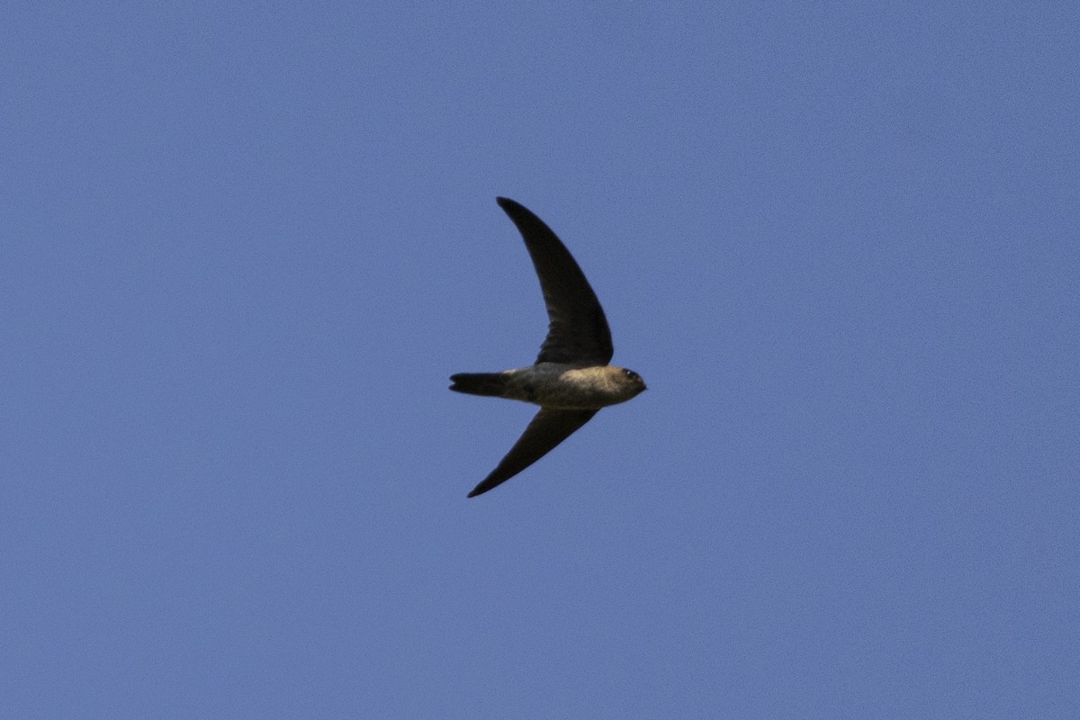 Germain's Swiftlet - ML623393325