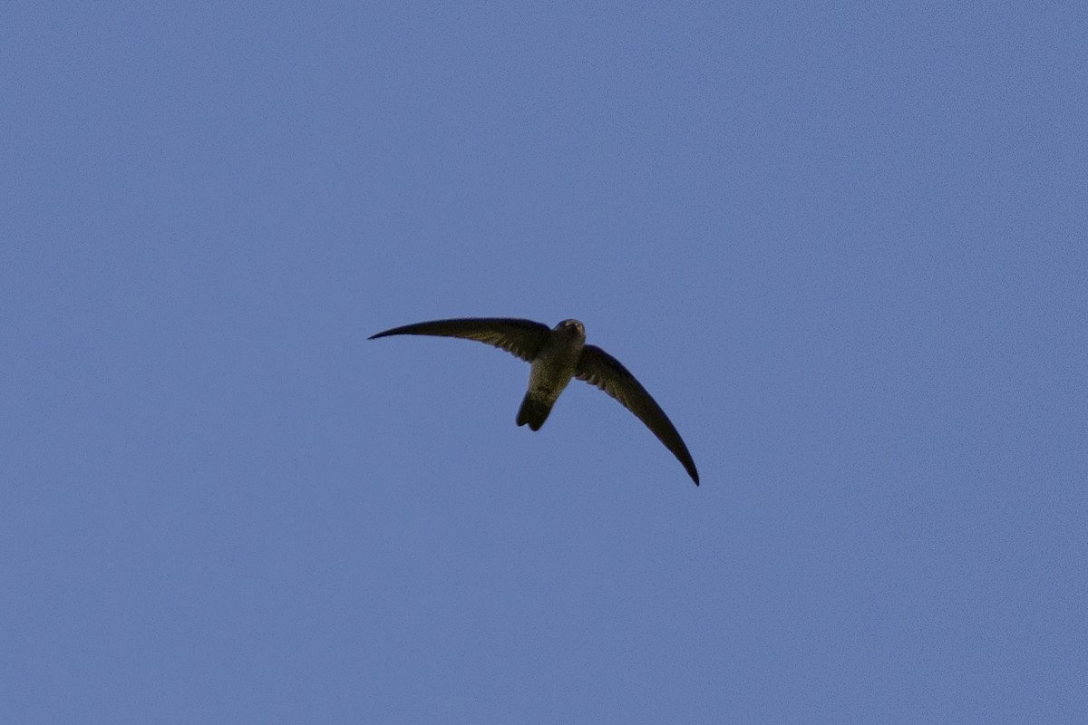 Germain's Swiftlet - ML623393326