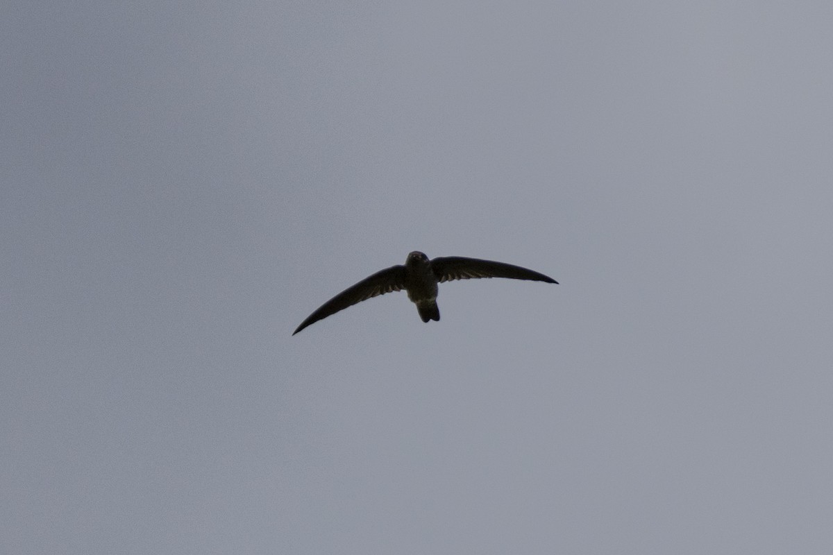 Germain's Swiftlet - ML623393327