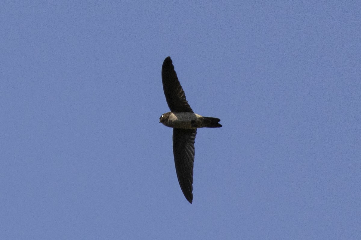 Germain's Swiftlet - ML623393330