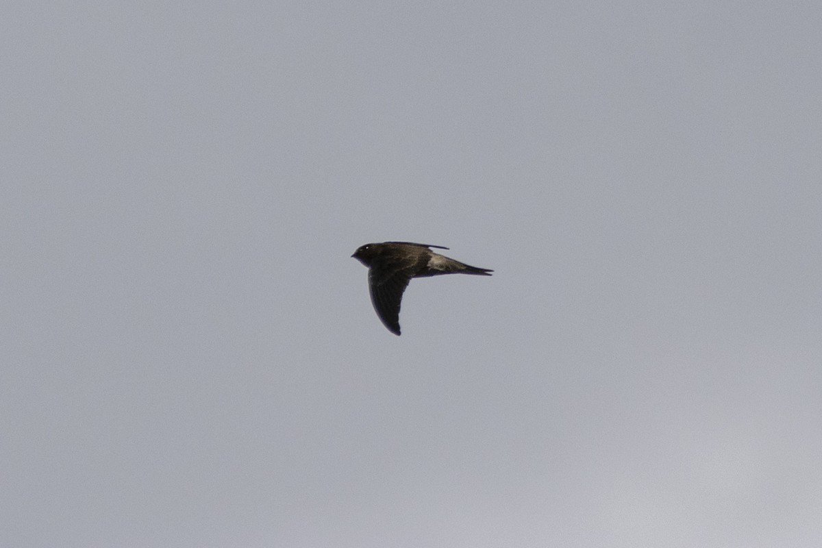 Germain's Swiftlet - ML623393331