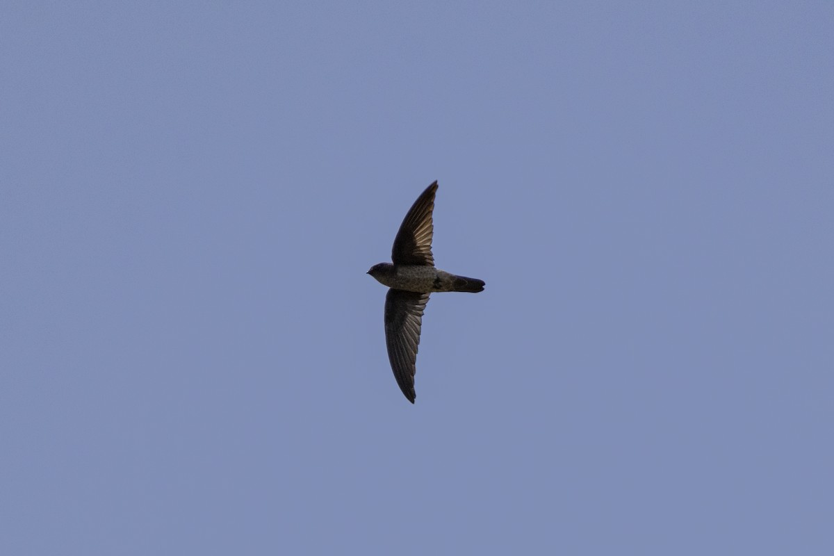 Germain's Swiftlet - ML623393333