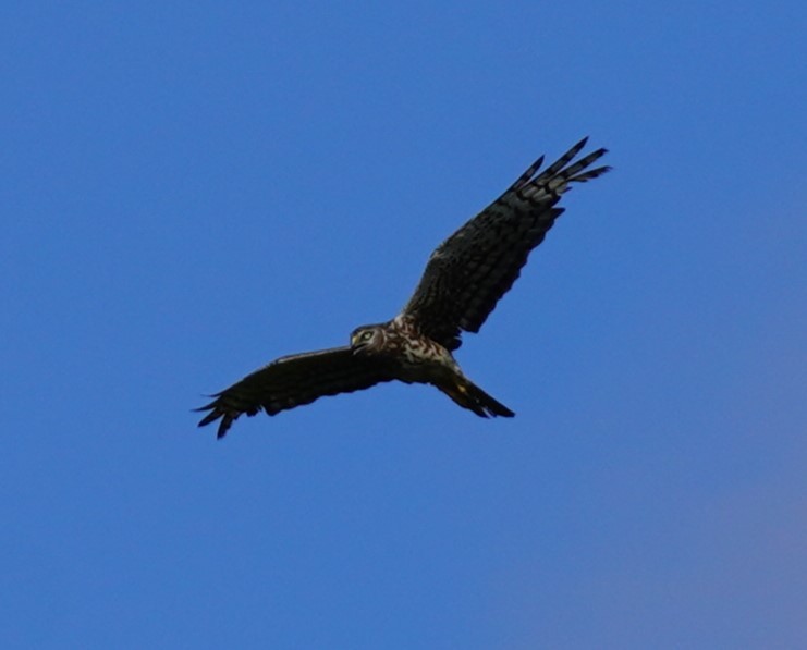 Northern Harrier - ML623393335