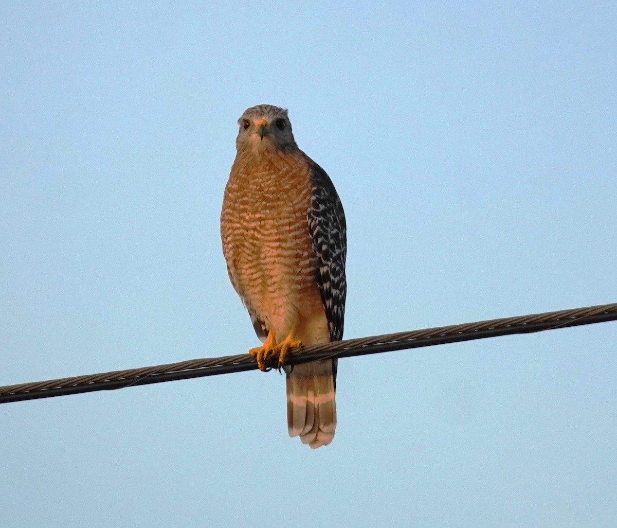 Red-shouldered Hawk - ML623393337