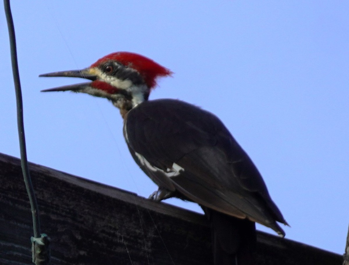 Pileated Woodpecker - ML623393341