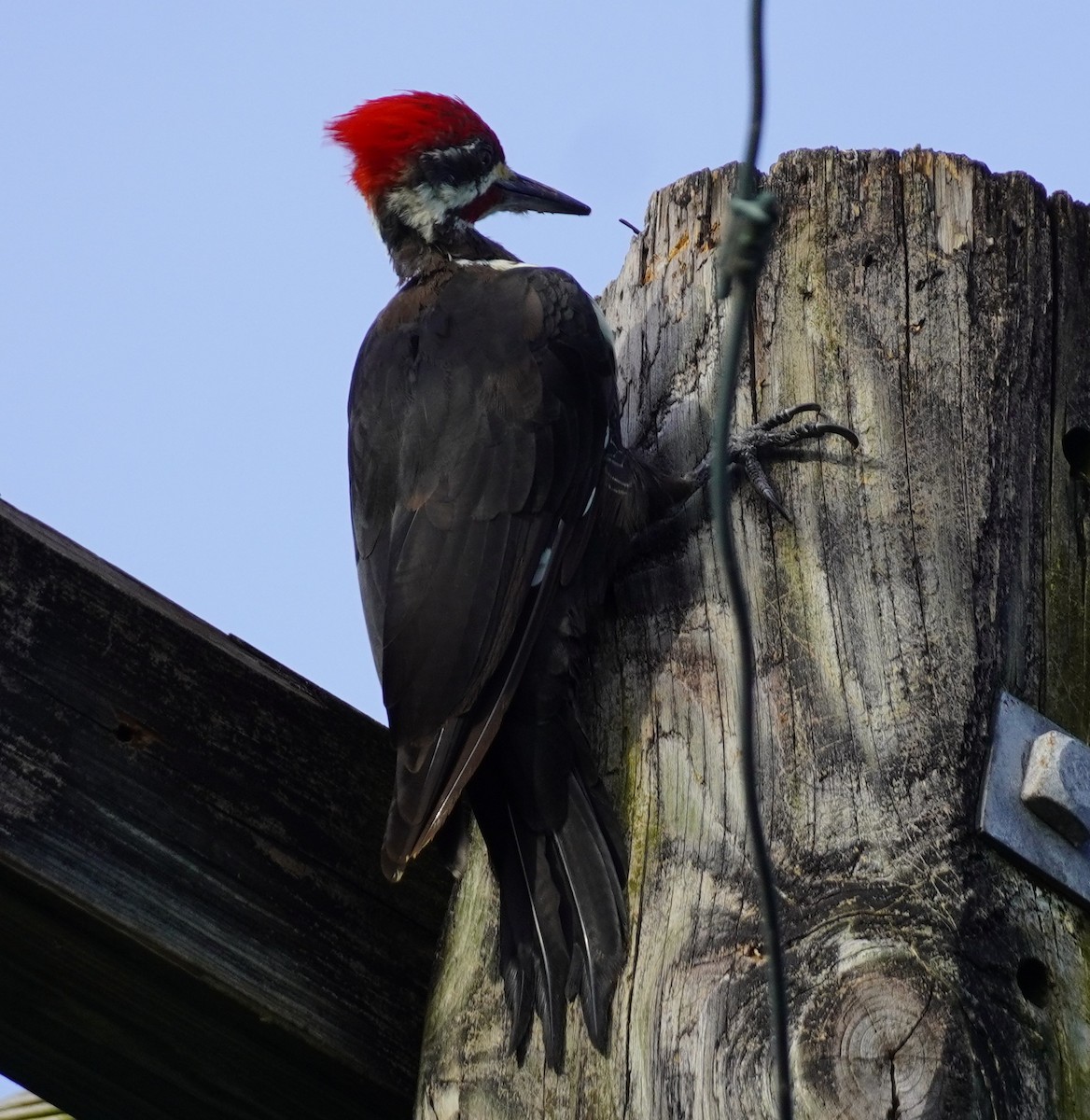 Pileated Woodpecker - ML623393342