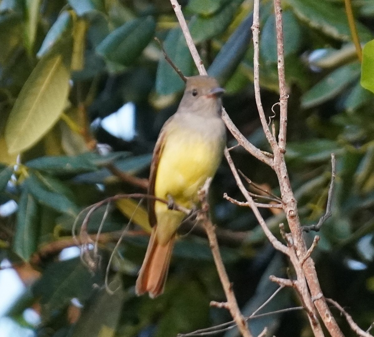 Great Crested Flycatcher - ML623393344