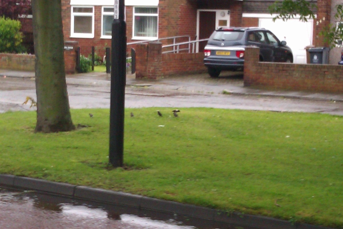 Rosy Starling - ML623393346