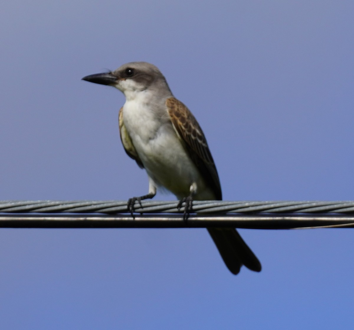 Gray Kingbird - ML623393347