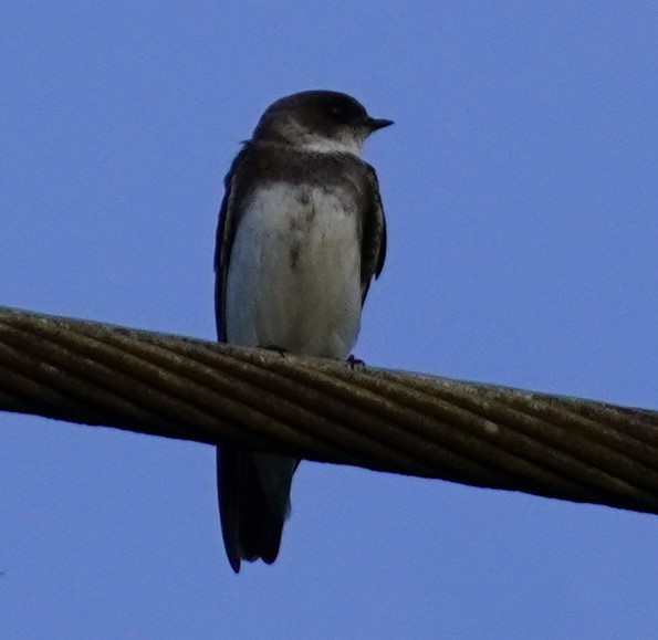 Bank Swallow - Brian Rapoza