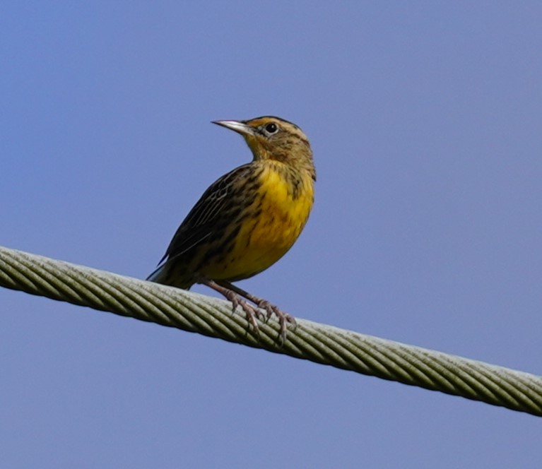 Eastern Meadowlark - ML623393377