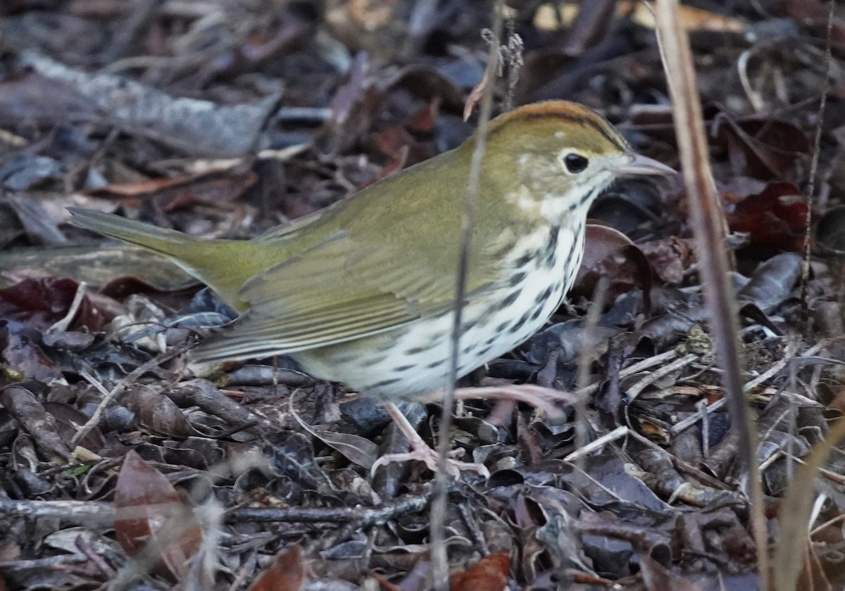 Ovenbird - ML623393380