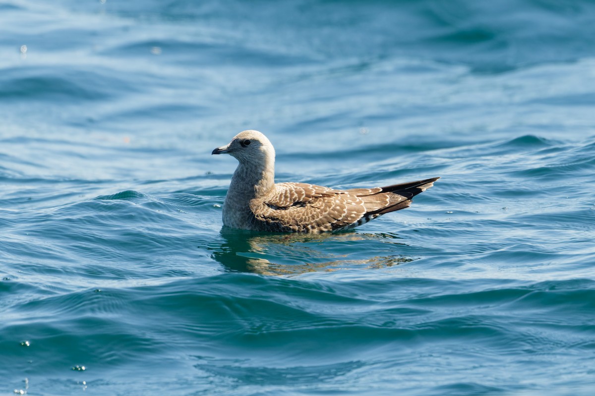 Long-tailed Jaeger - ML623393385