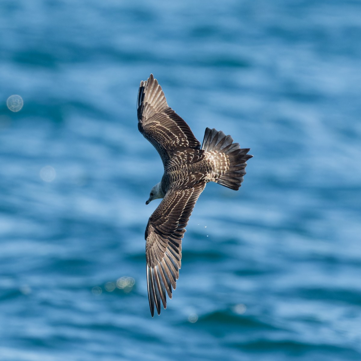 Long-tailed Jaeger - ML623393388