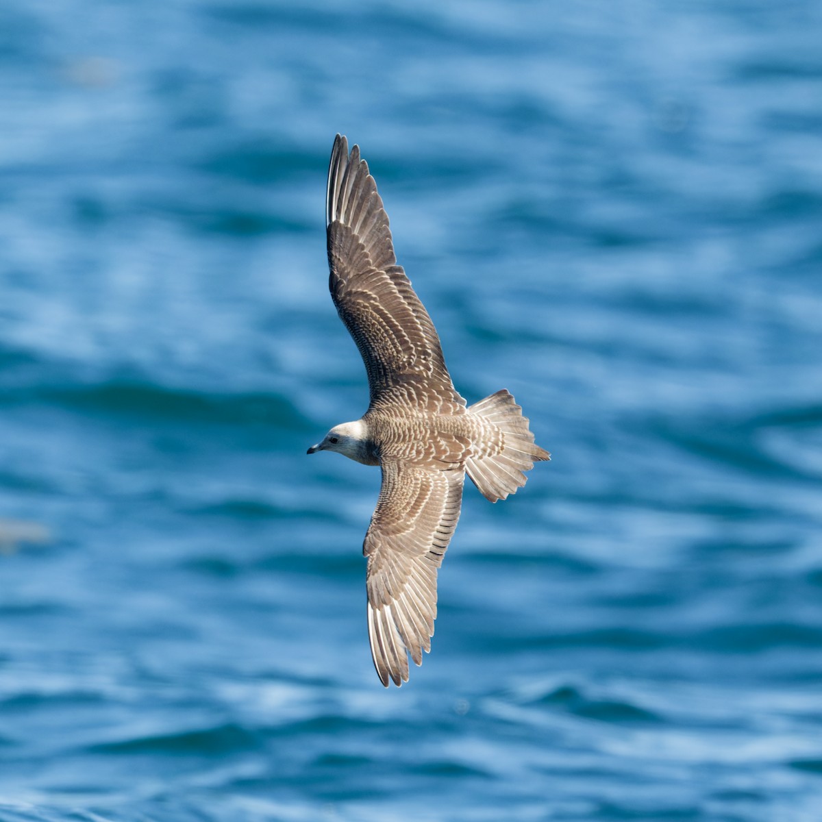 Long-tailed Jaeger - ML623393389