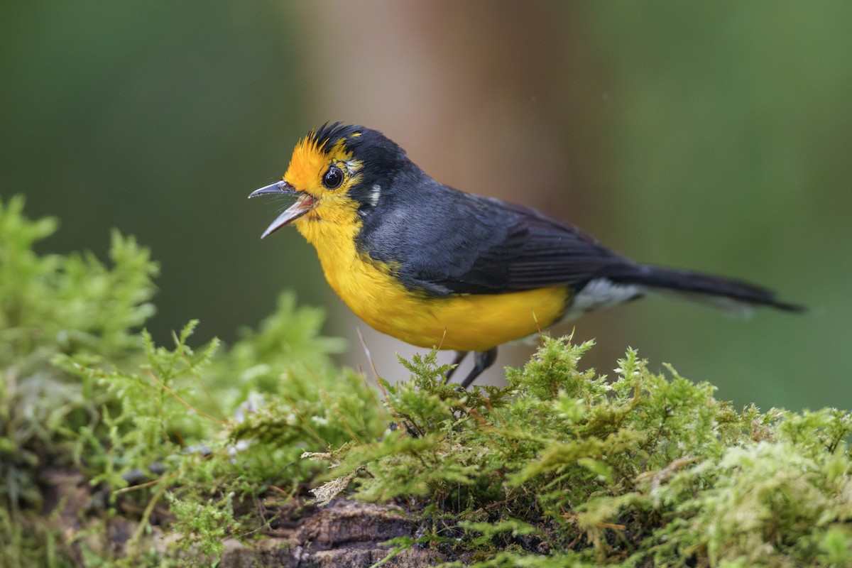 Golden-fronted Redstart - Jeff Hapeman