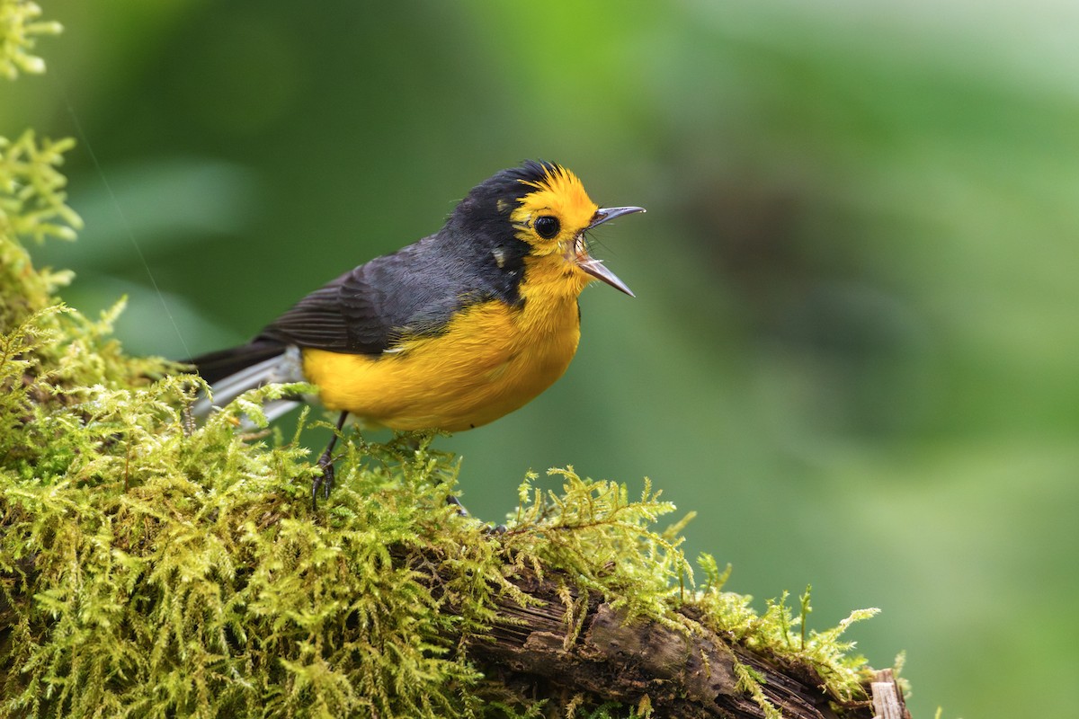 Golden-fronted Redstart - ML623393479