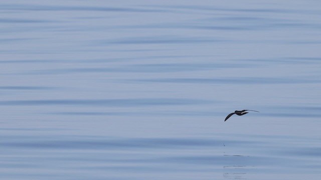 Band-rumped Storm-Petrel - ML623393485