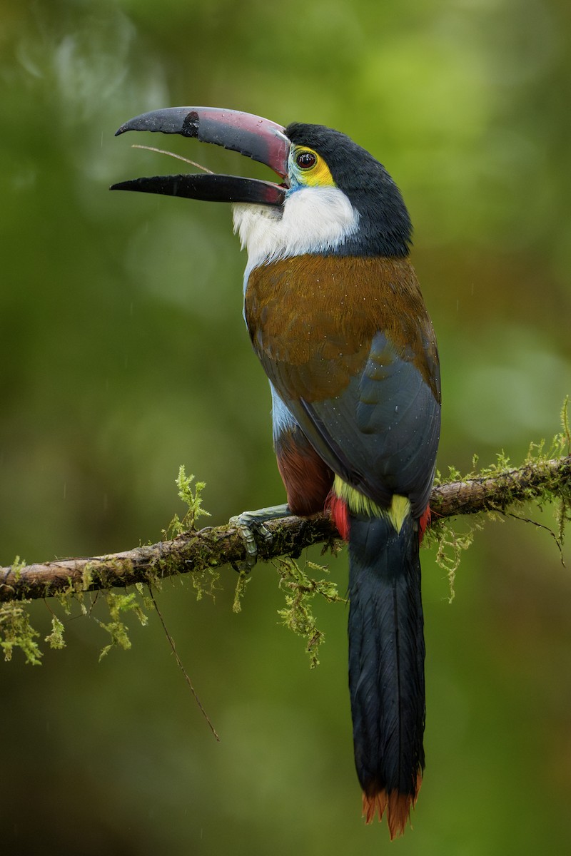 Black-billed Mountain-Toucan - ML623393532