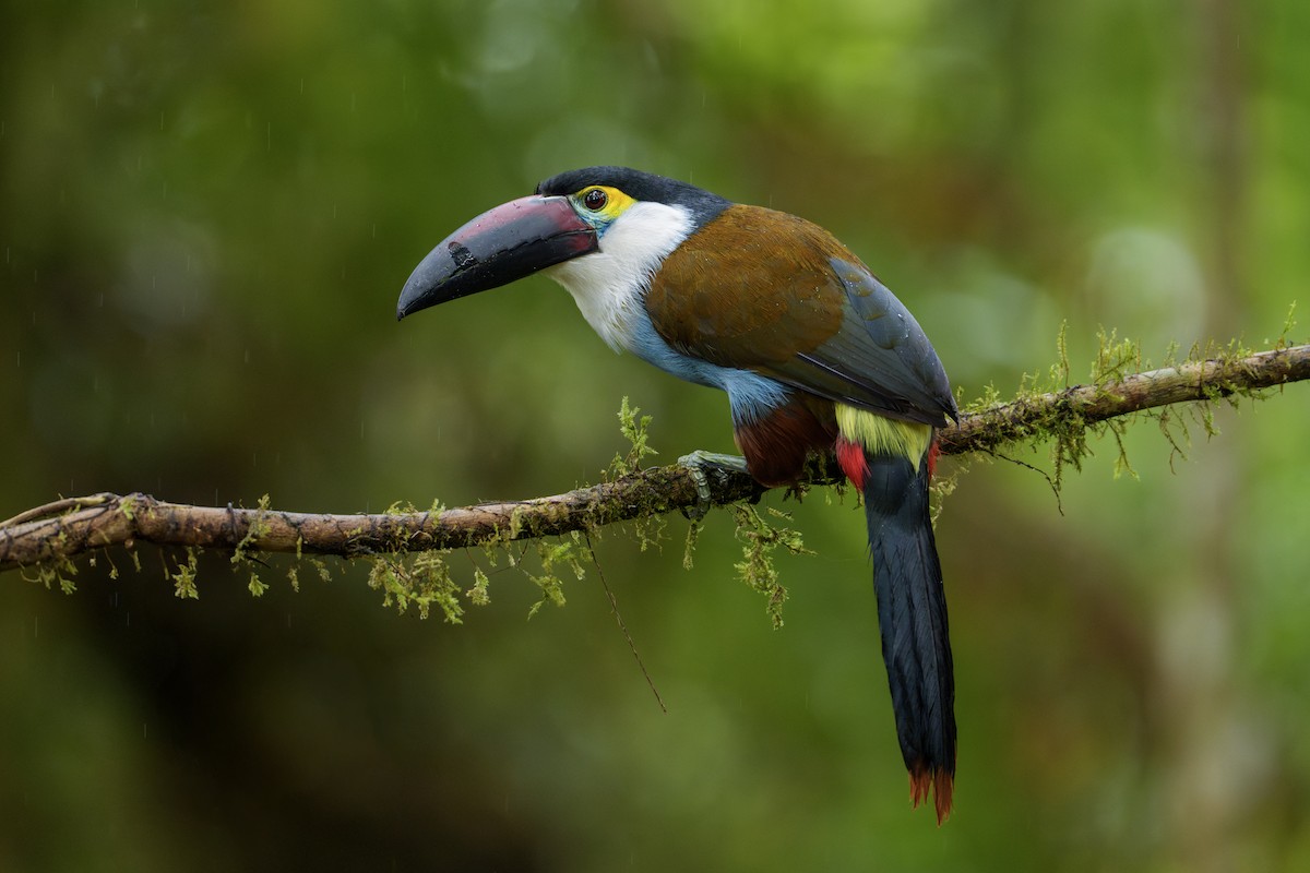 Black-billed Mountain-Toucan - ML623393536